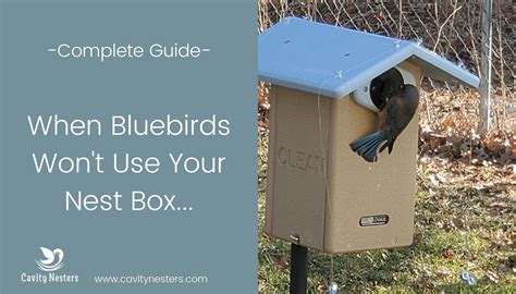 Ultimate Guide And Checklist Get Bluebirds To Use Your Nest Box
