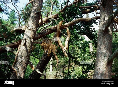 Broken Branch After Hi Res Stock Photography And Images Alamy