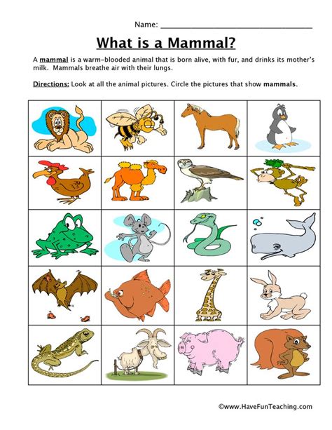 Mammal Classification Worksheet Have Fun Teaching Animal