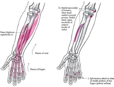 muscles of forearm origin and insertion Google 검색 Anatomy reference
