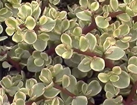 This interesting plant can be used as an indoor bonsai where sunlight or strong artificial light is sufficiently. Portulacaria afra variegata - Glasshouse Works