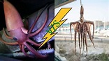 6 Differences Between Giant Squid and Colossal Squid with Table ...
