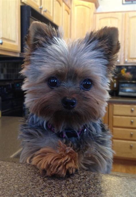 44 Best Images About Gregorys Blondie And Other Yorkies On