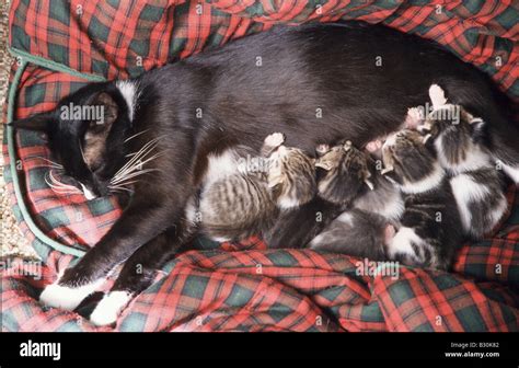 Mother Cat Nursing Kittens Stock Photo Alamy