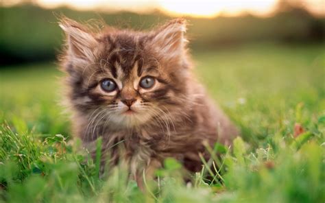 Beautiful Cats Wallpapers Beautiful Wallpapers Collection 2018