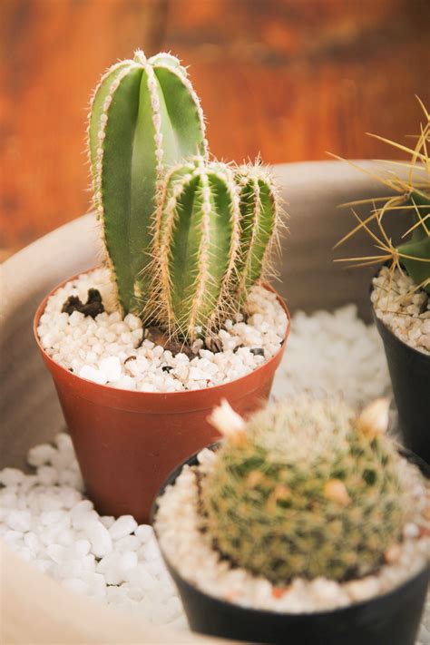 Mini Cactus Cactus Plants Cactus Mini Cactus