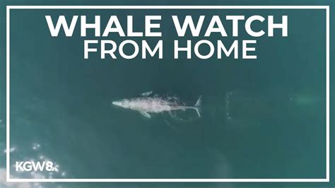 Osu Marine Mammal Institute Launches Website Tracking Gray Whales Youtube
