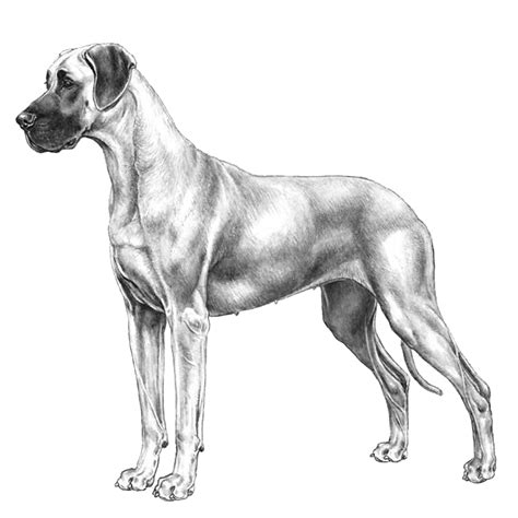 Great Danes Dog Breed Info Photos Common Names And More — Embarkvet