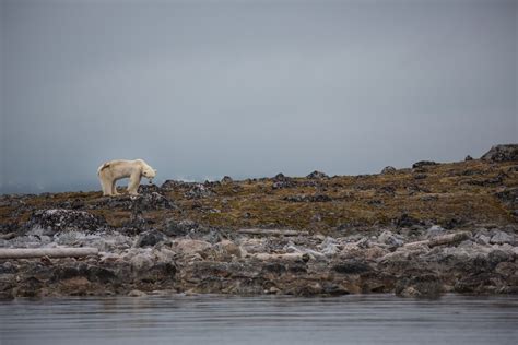 Starving Polar Bears Last Hours Captured In Heartbreaking Video Live