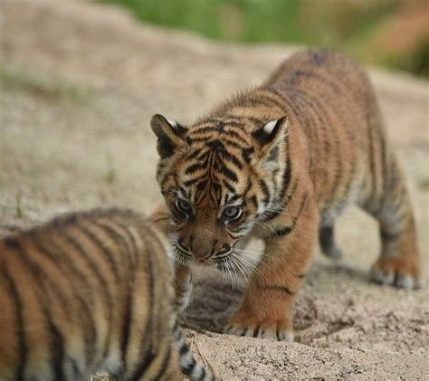 Mi Piace 1443 Commenti 11 Tigers Loverstigers Su Instagram