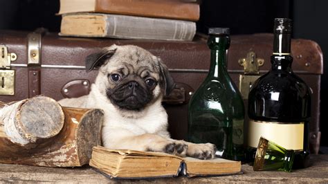 Full Hd Wallpaper Pug Gentleman Book Bottle Dog Desktop