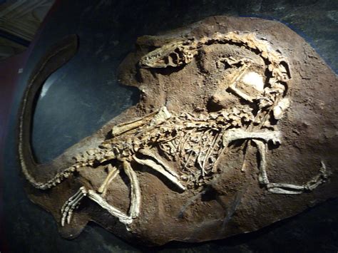The Dinosaur Exhibits Of Londons Natural History Museum James Ronan