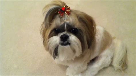 Shih Tzu Dog Lacey Gets Her Christmas Haircut Cute