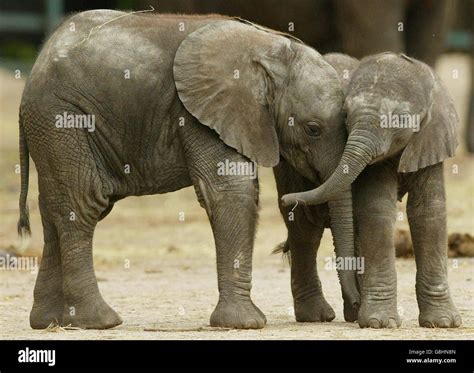 Baby African Bull Elephant Howletts Wild Animal Park Stock Photo Alamy