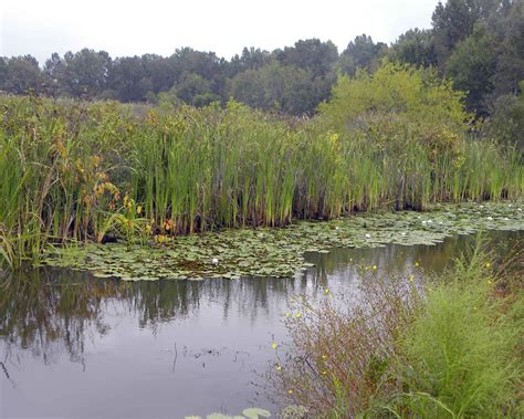 Free Picture Wetland Scenic