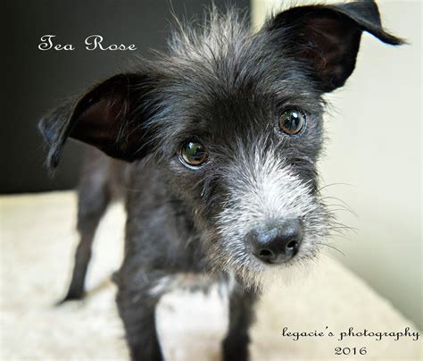 Donate via paypal from our website! Adopt Tea Rose - In Foster on | Terrier mix dogs, No kill ...