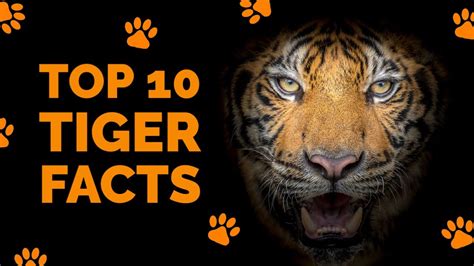 Top 10 Interesting Tiger Facts For Kids International Tiger Day 2022