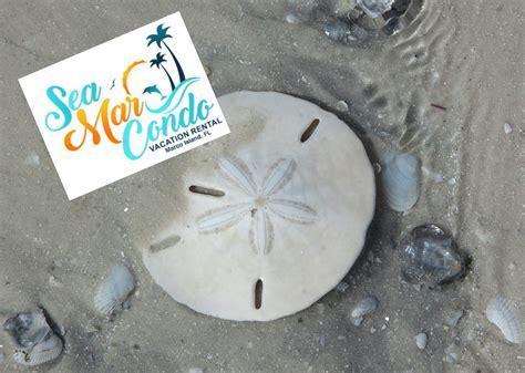 How To Tell Which Sand Dollars Are Safe To Take Home