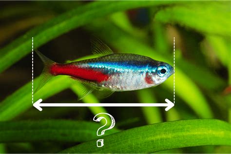 15 Things You Should Know About Neon Tetras Pet Fish Online