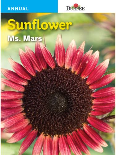 Burpee Sunflower Ms Mars Seeds Multi Color 1 Count Kroger