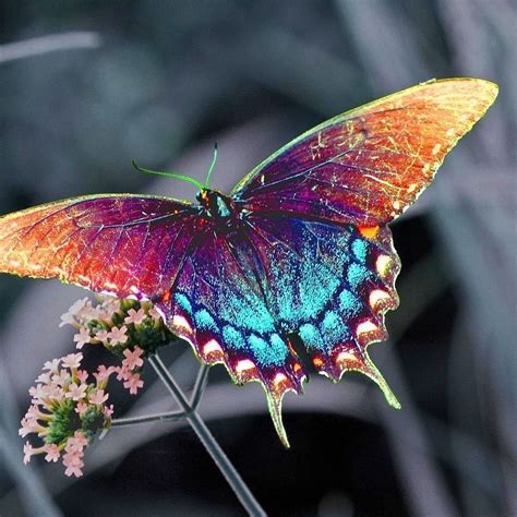 Beautiful Colorful Butterfly Hd Desktop Wallpapers Butterfly Wallpaper Beautiful