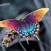 » Beautiful Colorful Butterfly | HD Desktop Wallpapers | Butterfly ...