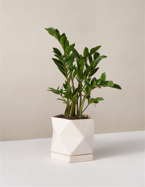 Zz Plant Indoor Plant Pots Indoor Plants Plants