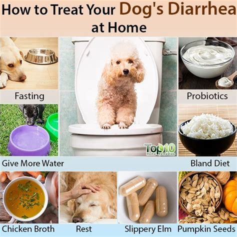 How To Treat Your Dogs Diarrhea At Home Top 10 Home Remedies In 2020
