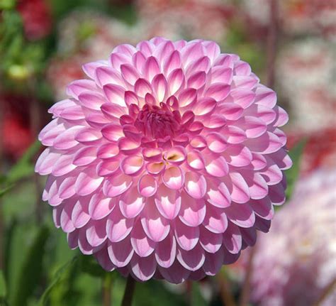 10 Most Beautiful Flowers In The World Muddlex