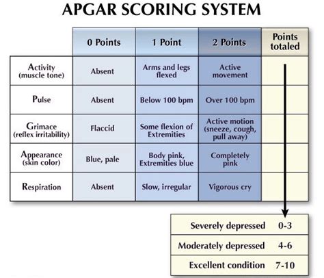 Apgar Score Nursing School Survival Nursing Notes