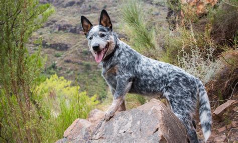 Australian Cattle Dog Breed Characteristics Care And Photos Bechewy