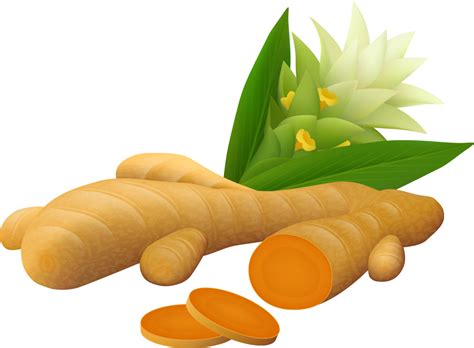 Ginger Vector Spice Turmeric Vector Clipart Full Size Clipart