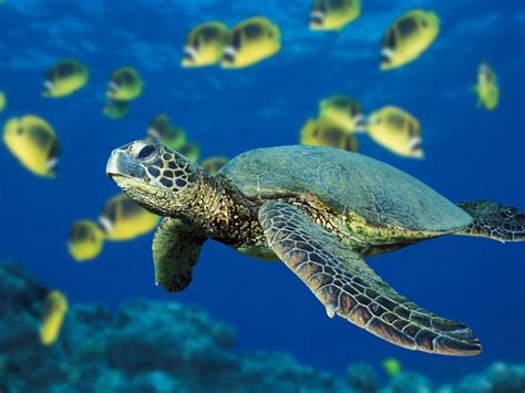 🔥 49 Green Sea Turtle Wallpaper Wallpapersafari