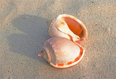 2 Conch Shells Free Image Peakpx