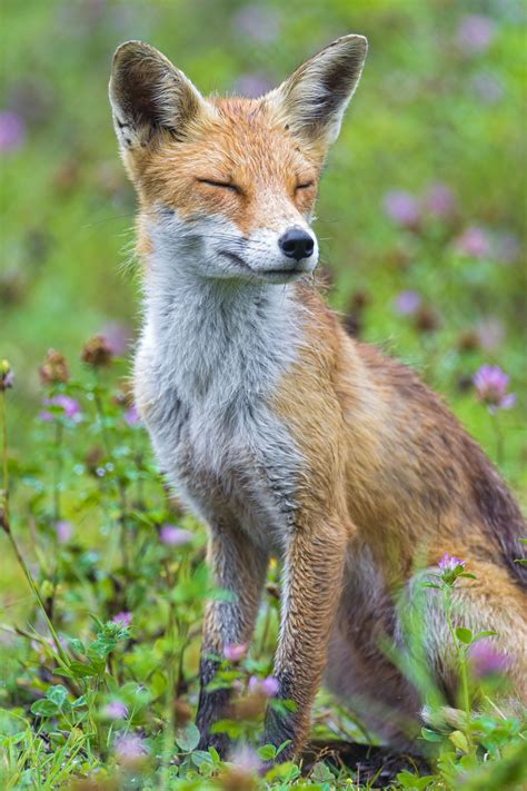 Sitting Cute Fox By Tambako The Jaguar Reptiles Mammals Animals And