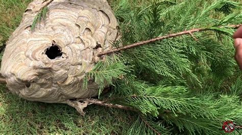 Hornets Nest Removed From A Pine Tree YouTube