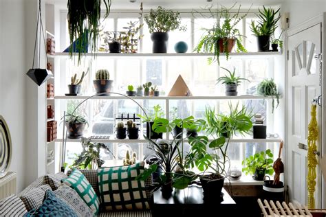 Unusual Indoor House Plants Apartment Therapy
