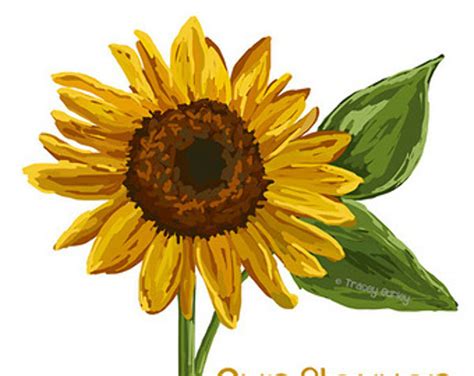 Download High Quality Sunflower Clip Art Rustic Transparent Png Images