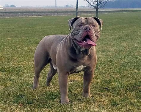 English bulldog — englische bulldogge fci standard nr. Olde English Bulldogge : caractéristiques, prix ...