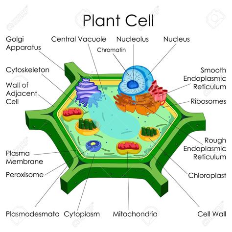 Eukaryote prokaryote reproduction or animal plant cell energy. 3D Diagram Of A Plant Cell (With images) | Plant cell ...