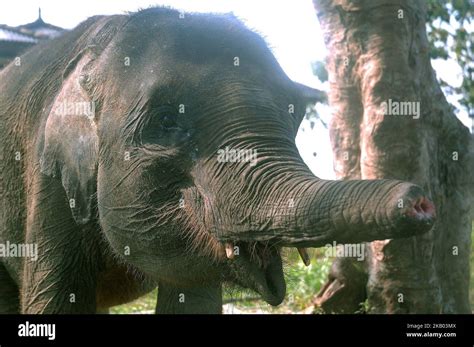 Erin Four Year Old Sumatran Elephant Learned To Live With A Short Trunk