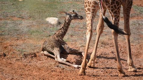 Baby Giraffe Born At Monarto Zoo Yass Tribune Yass Nsw