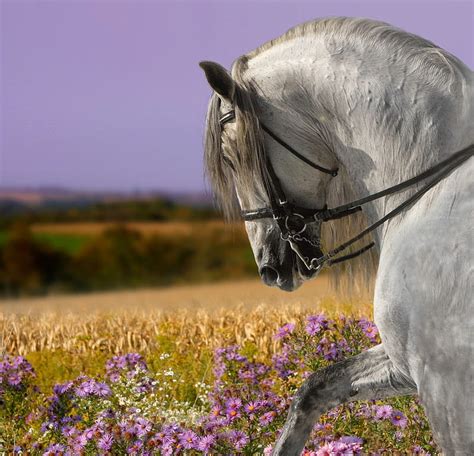 Andalusian Beauty Andalusian Horse Spanish Horse Iberian Horse
