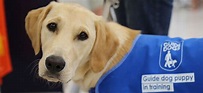 Me and My Guide Dog - Directors Cut Films