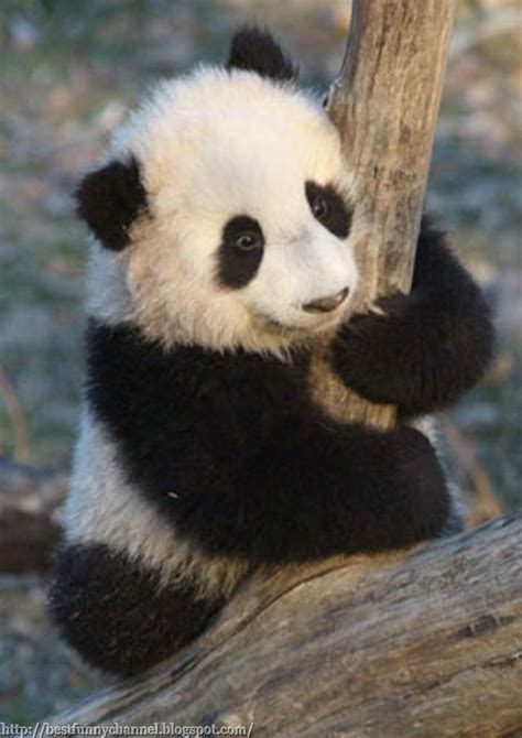 The ailuropoda melanoleuca is distinct by the large black patches around its eyes, over the ears, and across its round body. Cute and funny pictures of animals 30. Pandas 3.