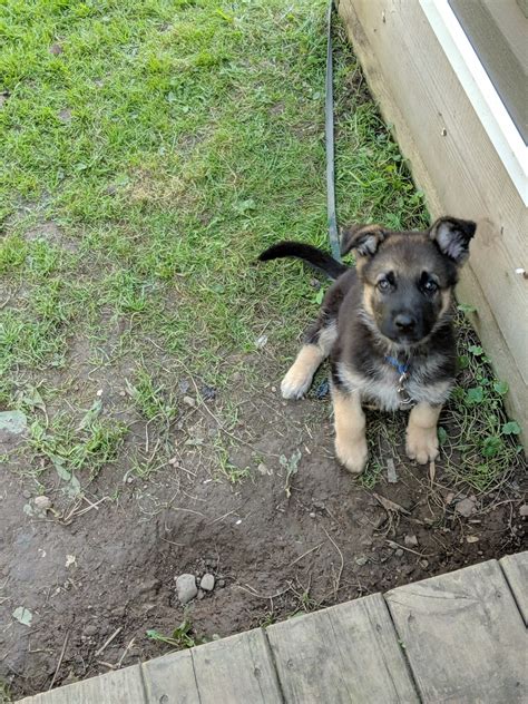 German Shepherd Puppies For Sale Rochester Ny 310926