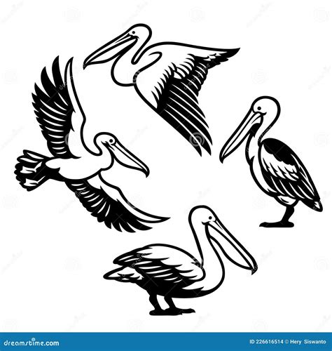 Set Of Pelican Bird Stock Vector Illustration Of Bird 226616514