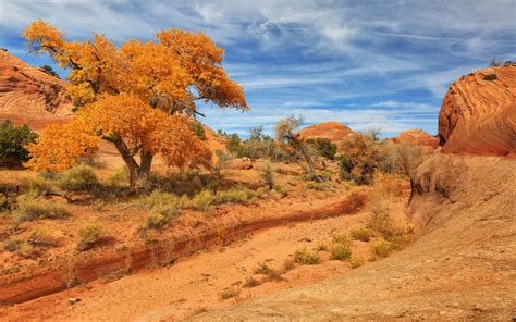 Usa Pars Sky Utah Trees Sand Nature Desert Landscape Wallpapers Hd