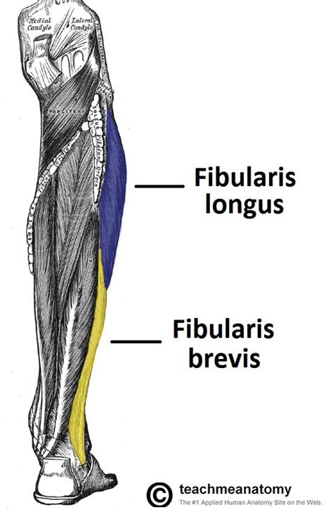 Muscles In The Lateral Compartment Of The Leg Teachmeanatomy