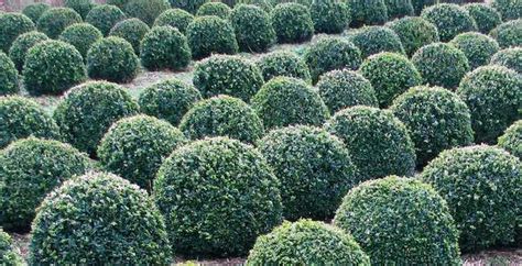 How To Caring For Buxus Shaped Plants Uk